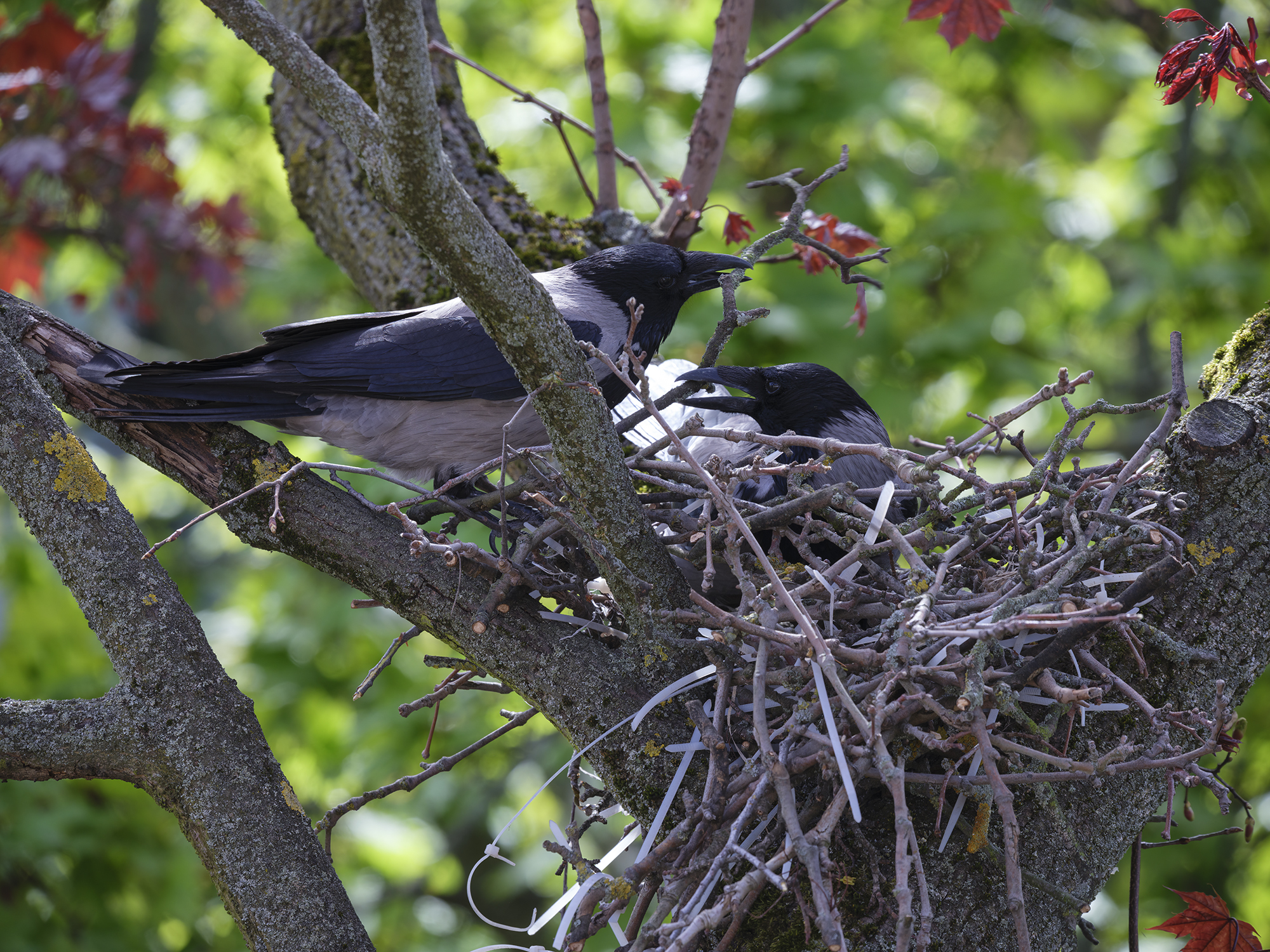 Nestbau